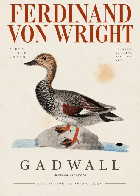 Ferdinand von Wright Duck on a Rock No4 - Plakat
