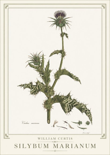 William Curtis Silybum Marianum No1 - Plakat