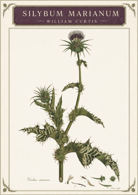 William Curtis Silybum Marianum No3 - Plakat