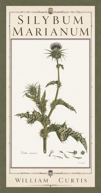 William Curtis Silybum Marianum No5 - Plakat