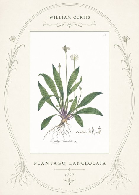 William Curtis Plantago Lanceolata I No4 - Plakat
