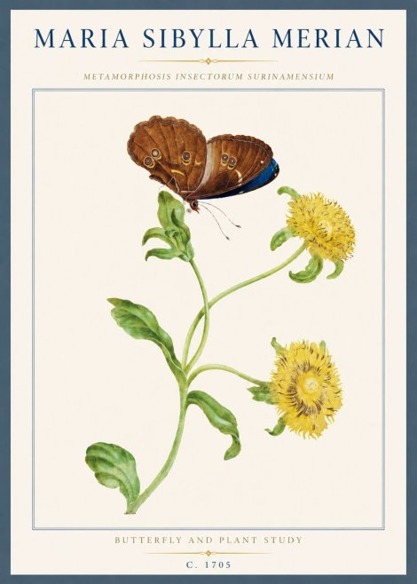 Maria Sibylla Merian Butterfly and Plant Study No3 - Plakat