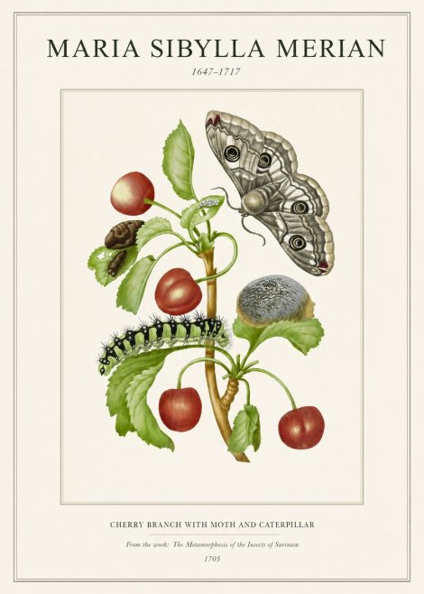 Maria Sibylla Merian Cherry Branch with Moth and Caterpillar No1 - Plakat
