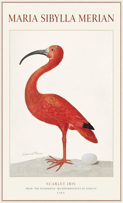 Maria Sibylla Merian Scarlet Ibis No1 - Plakat
