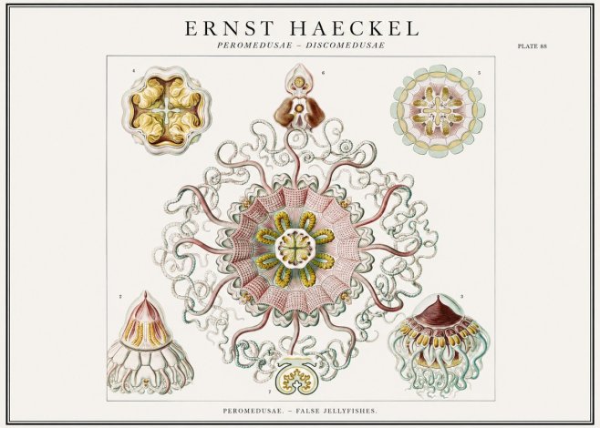 Ernst Haeckel Peromedusae – Discomedusae No1 - Plakat