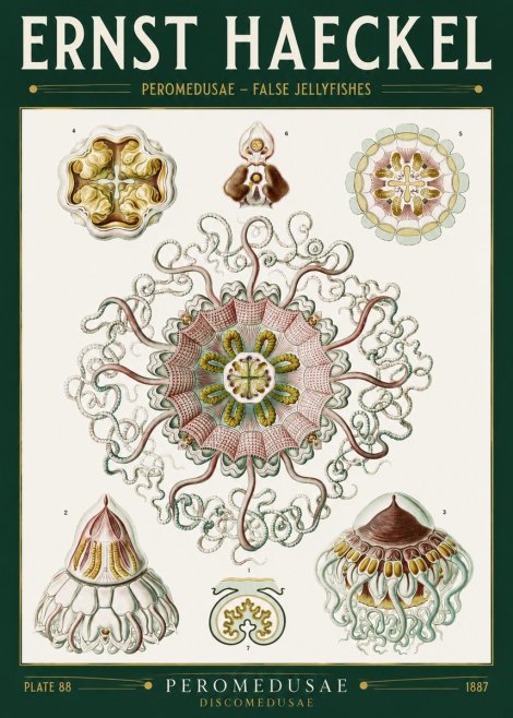 Ernst Haeckel Peromedusae – Discomedusae No2 - Plakat