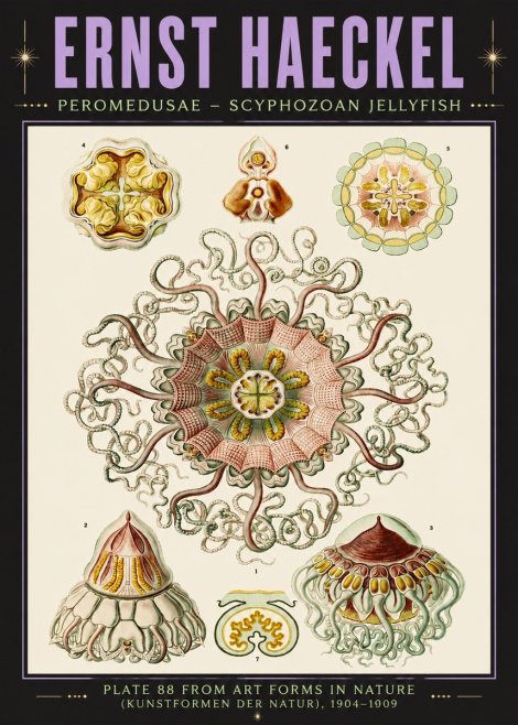 Ernst Haeckel Peromedusae – Discomedusae No6 - Plakat