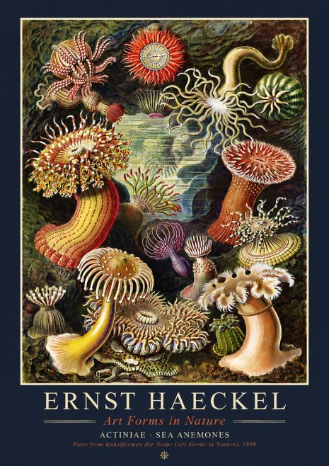 Ernst Haeckel Sea Anemones No4 - Plakat