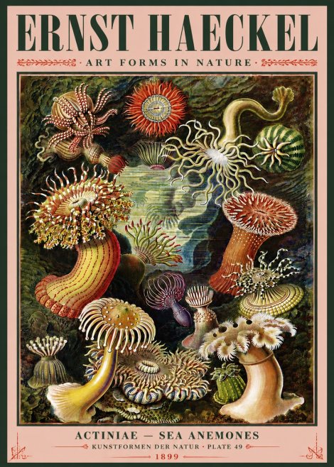 Ernst Haeckel Sea Anemones No5 - Plakat