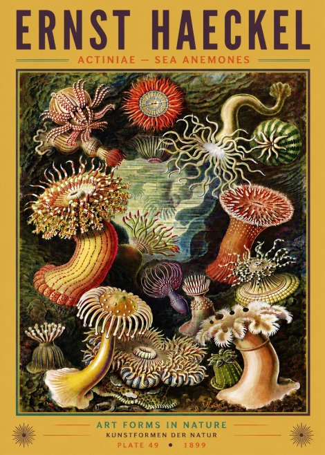Ernst Haeckel Sea Anemones No6 - Plakat
