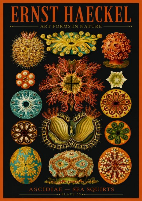 Ernst Haeckel Ascidiae — Sea Squirts No2 - Plakat