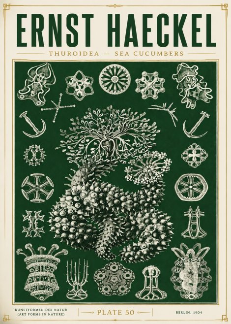 Ernst Haeckel Thuroidea - Sea Organisms No6 - Plakat