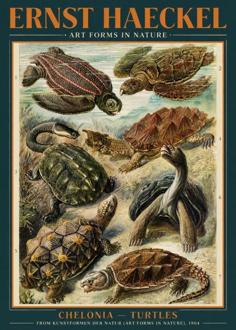 Ernst Haeckel Chelonia - Turtles No3 - Plakat