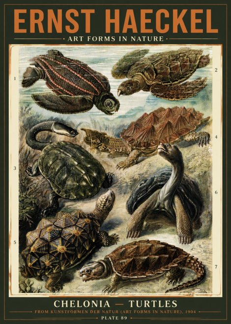 Ernst Haeckel Chelonia - Turtles No5 - Plakat