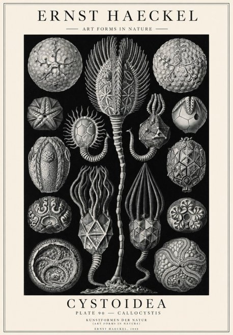 Ernst Haeckel Cystoidea - Callocystis No1 - Plakat