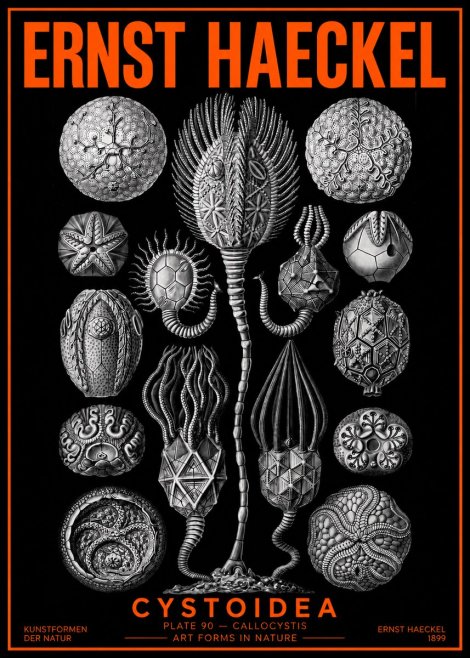 Ernst Haeckel Cystoidea - Callocystis No2 - Plakat