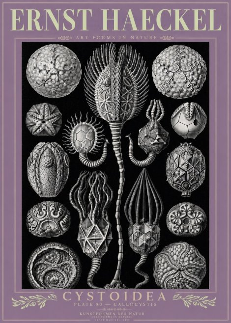 Ernst Haeckel Cystoidea - Callocystis No3 - Plakat