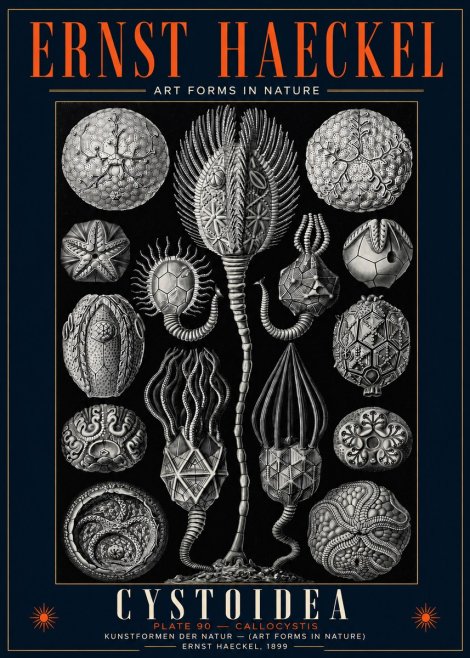 Ernst Haeckel Cystoidea - Callocystis No5 - Plakat