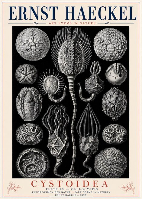 Ernst Haeckel Cystoidea - Callocystis No6 - Plakat