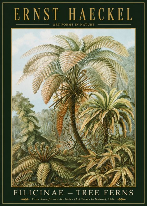Ernst Haeckel Filicinae – Tree Ferns No2 - Plakat