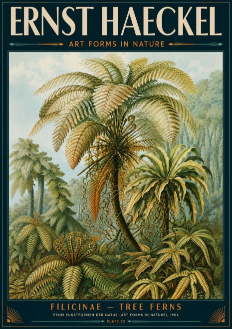 Ernst Haeckel Filicinae – Tree Ferns No5 - Plakat
