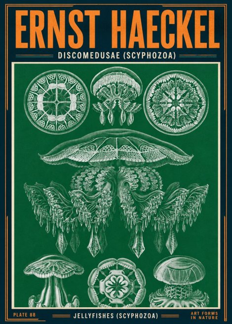 Ernst Haeckel Discomedusae (Scyphozoa) Plate 88 No4 - Plakat