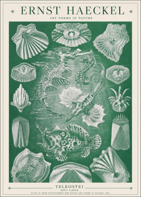 Ernst Haeckel Teleostei - Bony Fishes No1 - Plakat