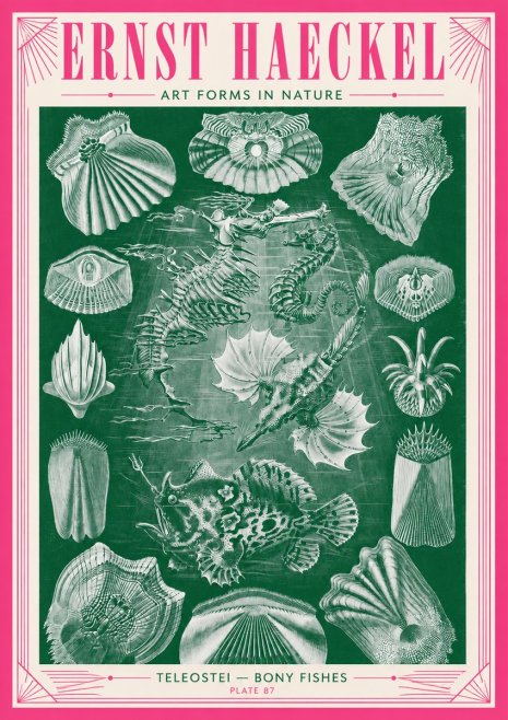 Ernst Haeckel Teleostei - Bony Fishes No3 - Plakat