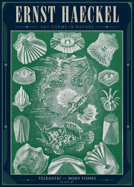 Ernst Haeckel Teleostei - Bony Fishes No4 - Plakat