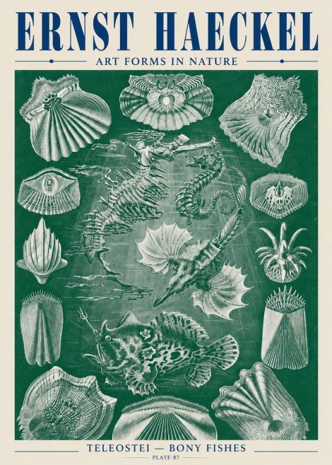 Ernst Haeckel Teleostei - Bony Fishes No5 - Plakat