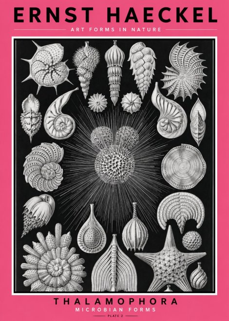 Ernst Haeckel Thalamophora - Microbian Forms - Plate 2 No2 - Plakat