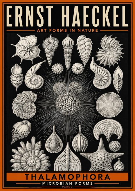 Ernst Haeckel Thalamophora - Microbian Forms - Plate 2 No6 - Plakat