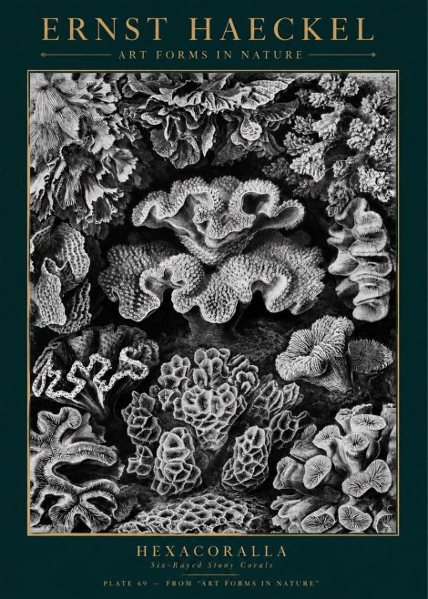 Ernst Haeckel Hexacorallia No5 - Plakat