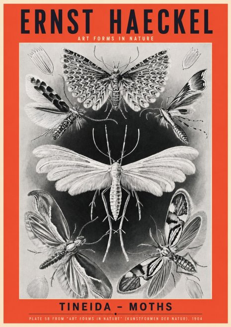 Ernst Haeckel Tineida - Moths No3 - Plakat