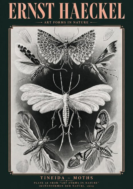 Ernst Haeckel Tineida - Moths No4 - Plakat