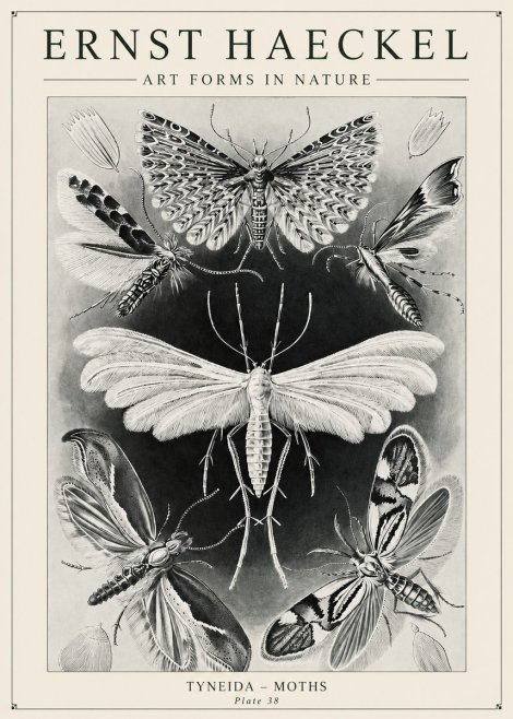 Ernst Haeckel Tineida - Moths No6 - Plakat