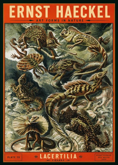 Ernst Haeckel Lacertilia Lizards No2 - Plakat
