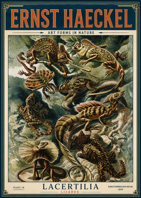 Ernst Haeckel Lacertilia Lizards No6 - Plakat