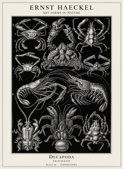 Ernst Haeckel Decapoda Brachyura and Macrura Plate 86 No5 - Plakat