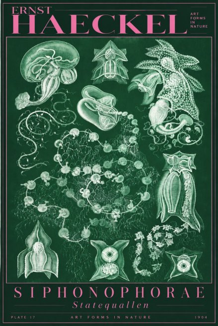 Ernst Haeckel Siphonophorae. — Statequallen. Plate 17 No5 - Plakat