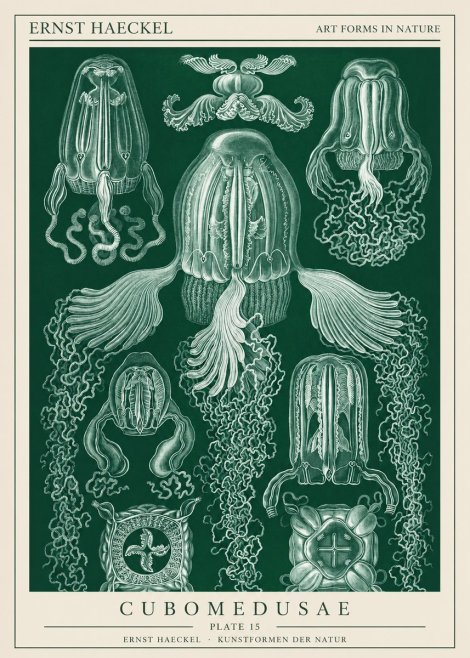Ernst Haeckel Cubomedusae No1 - Plakat