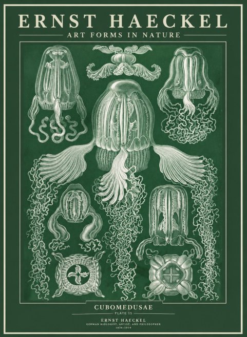 Ernst Haeckel Cubomedusae No3 - Plakat