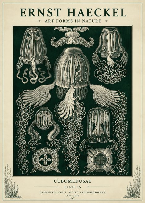 Ernst Haeckel Cubomedusae No6 - Plakat