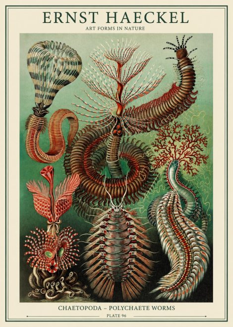 Ernst Haeckel Chaetopoda – Polychaete Worms No1 - Plakat