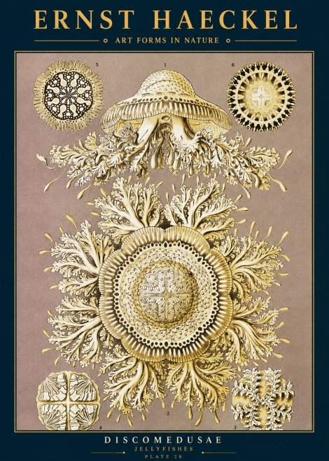 Ernst Haeckel Discomedusae No2 - Plakat