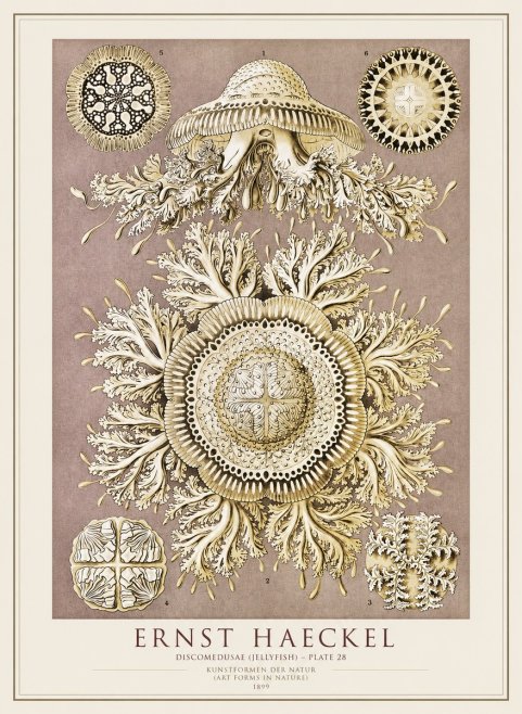 Ernst Haeckel Discomedusae No4 - Plakat