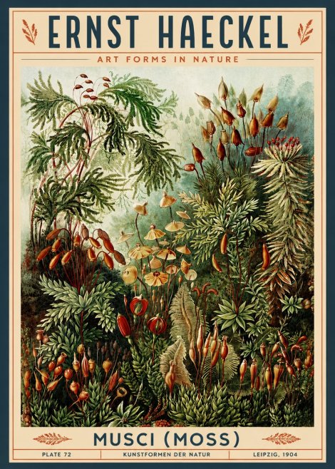 Ernst Haeckel Musci (Moss) No3 - Plakat
