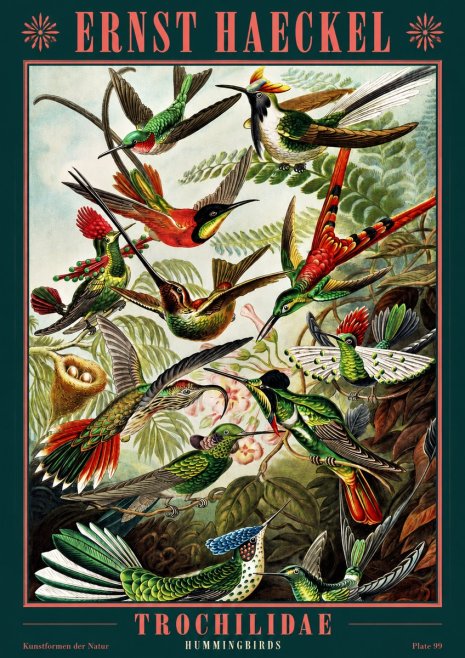 Ernst Haeckel Trochilidae - Hummingbirds No2 - Plakat