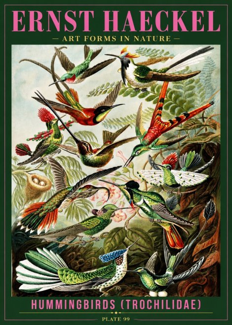 Ernst Haeckel Trochilidae - Hummingbirds No4 - Plakat