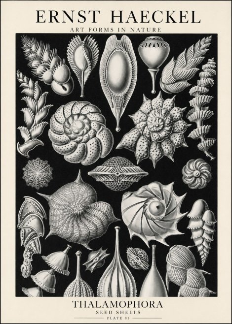 Ernst Haeckel Thalamophora No1 - Plakat